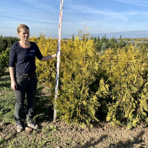 Thuja occidentalis 'Sunkist'